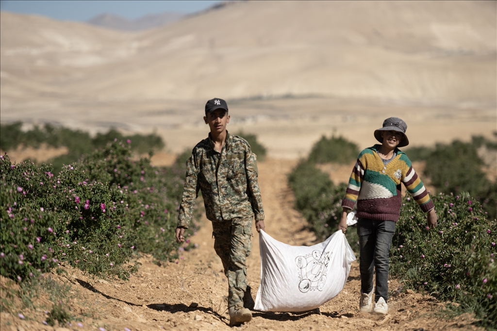 Damask rose harvest in Syria