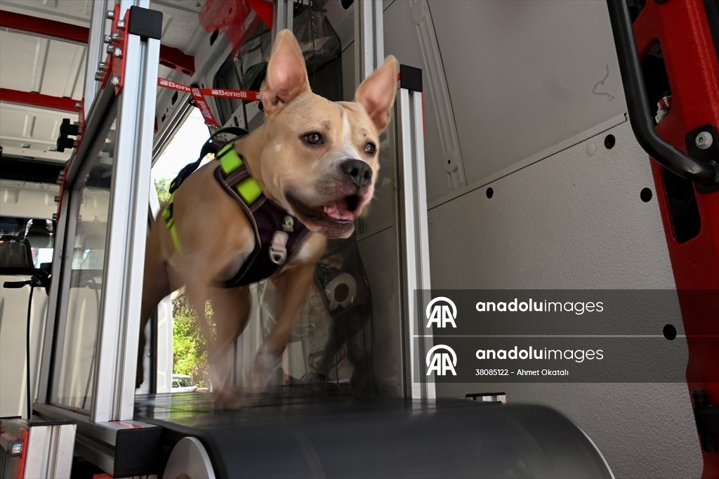 Terapia en cinta de correr para perros en Estambul 3