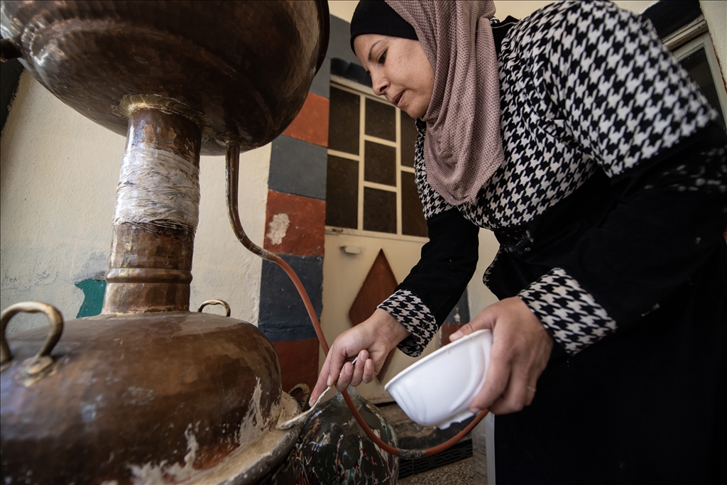 Damask rose harvest in Syria