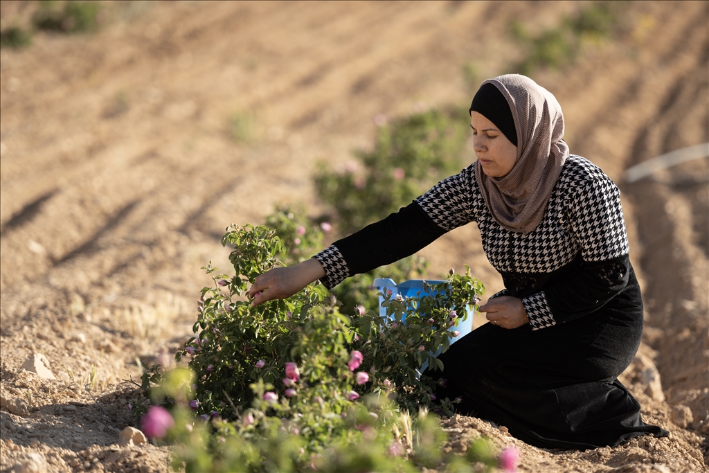 Damask rose harvest in Syria