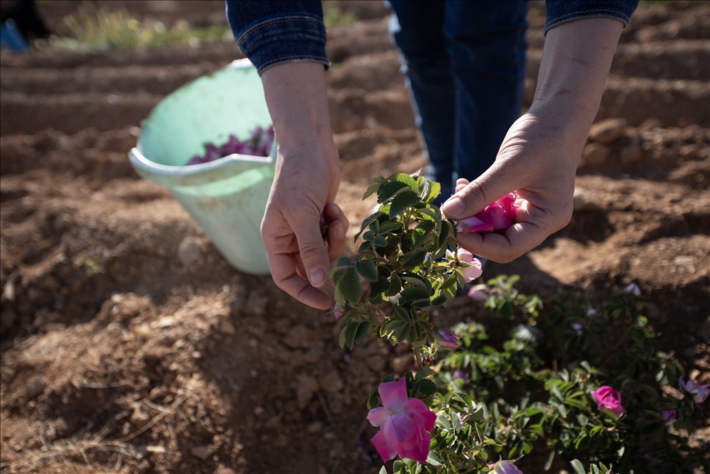 Damask rose harvest in Syria