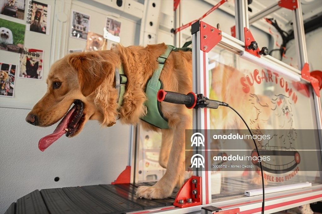 Terapia en cinta de correr para perros en Estambul 1