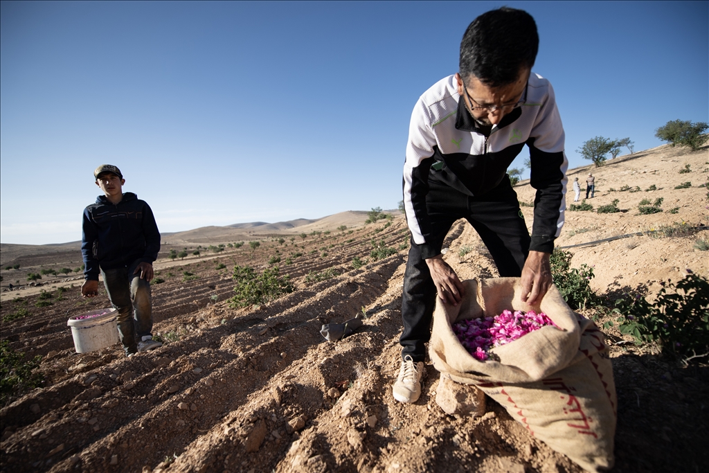 Damask rose harvest in Syria