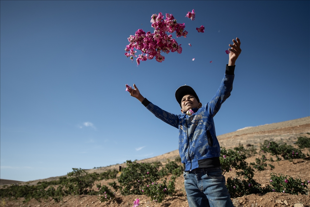 Damask rose harvest in Syria