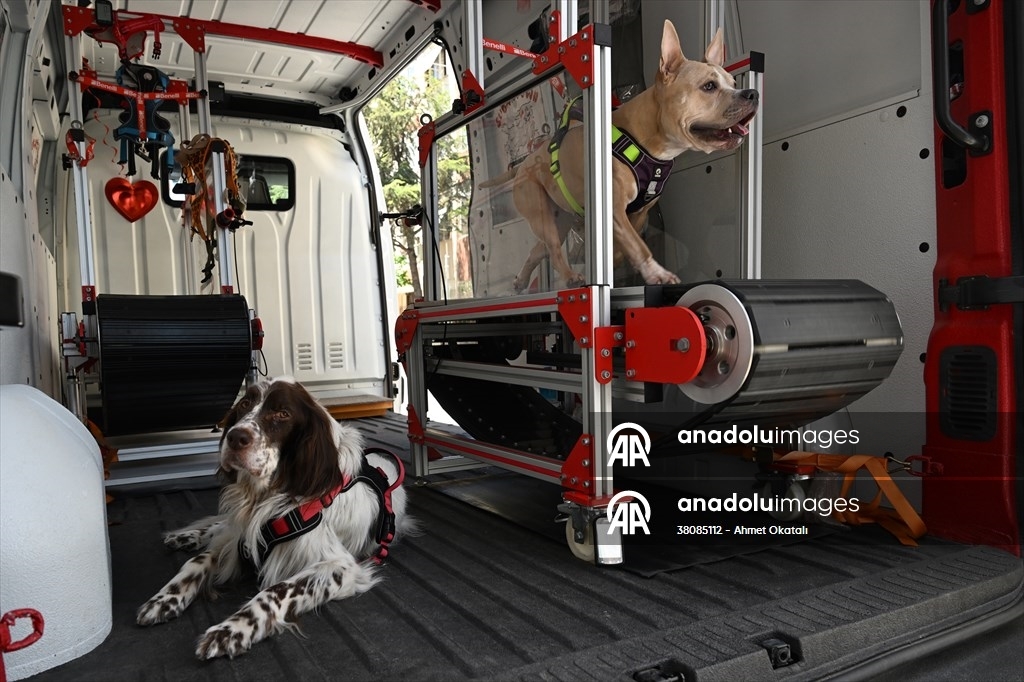 Terapia en cinta de correr para perros en Estambul