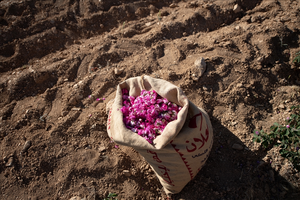 Damask rose harvest in Syria