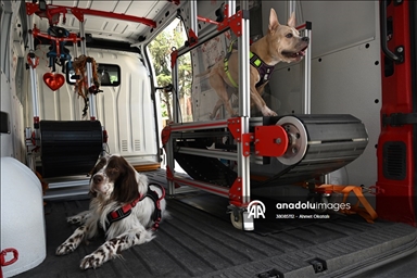 Terapia en cinta de correr para perros en Estambul