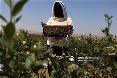 Apicultores revolucionan la agricultura en Perú mediante la polinización