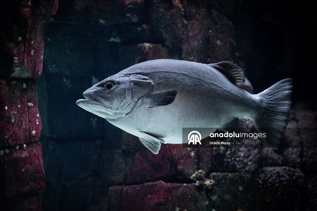 Second largest aquarium in Europe: Lisbon Oceanarium