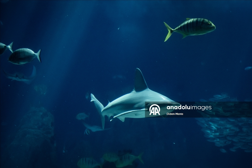 Second largest aquarium in Europe: Lisbon Oceanarium