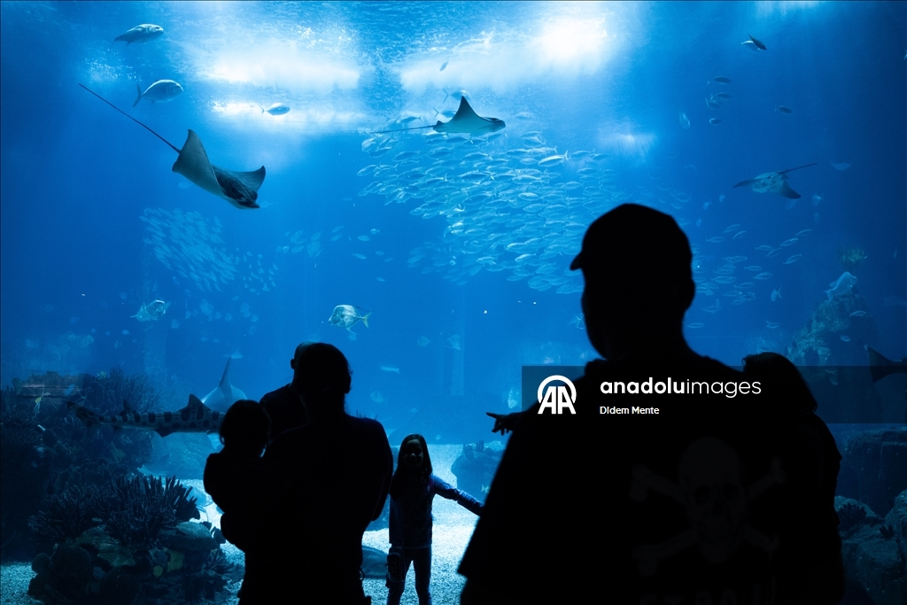 Second largest aquarium in Europe: Lisbon Oceanarium