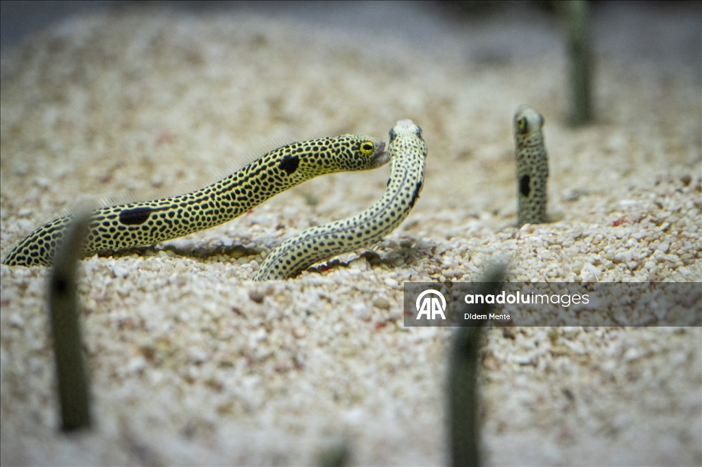Second largest aquarium in Europe: Lisbon Oceanarium
