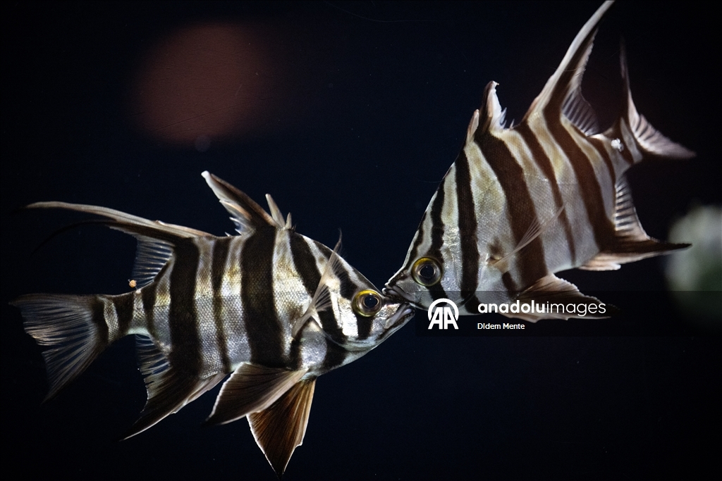 Second largest aquarium in Europe: Lisbon Oceanarium