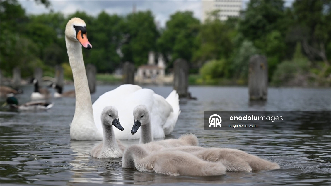 Hyde Park’ın kanatlı sakinleri