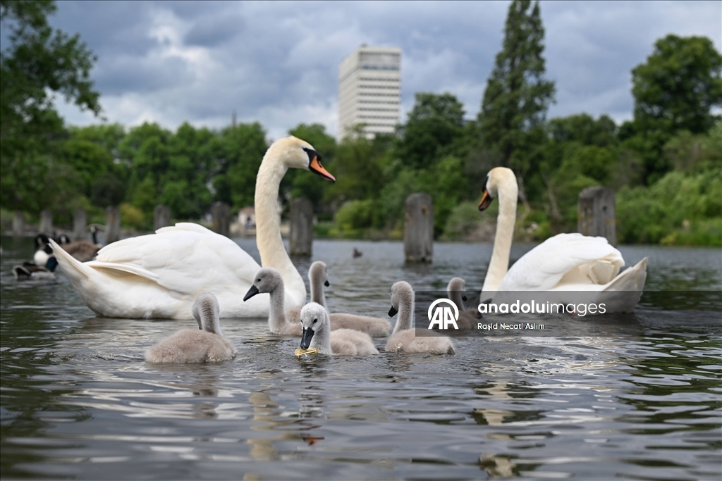 Hyde Park’ın kanatlı sakinleri