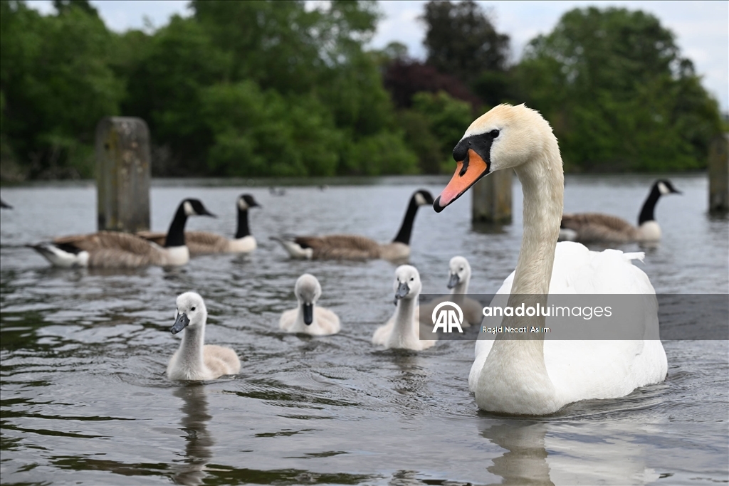 Hyde Park’ın kanatlı sakinleri