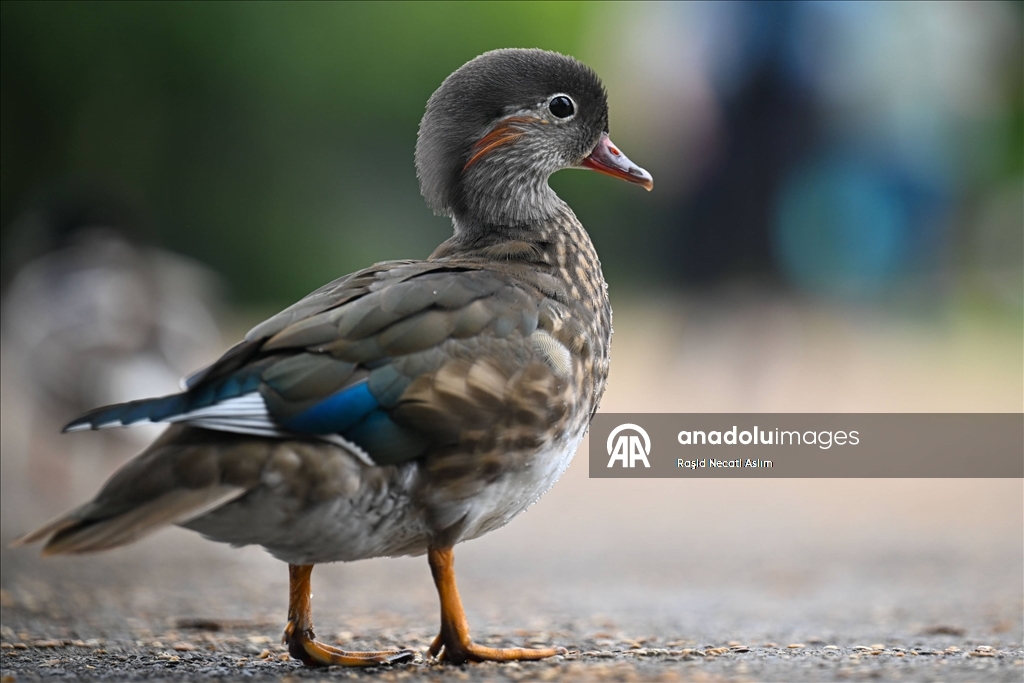 Hyde Park’ın kanatlı sakinleri