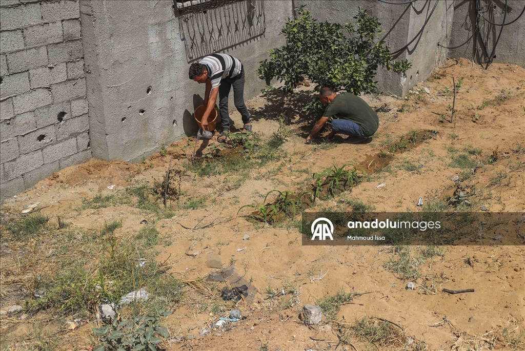 Filistinliler yıkıntılar arasında sebze ve meyve yetiştiriyor