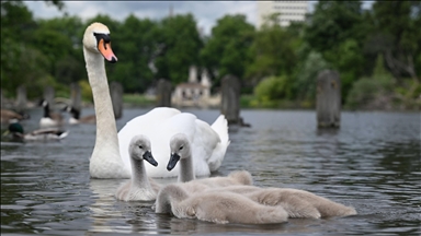 Hyde Park’ın kanatlı sakinleri