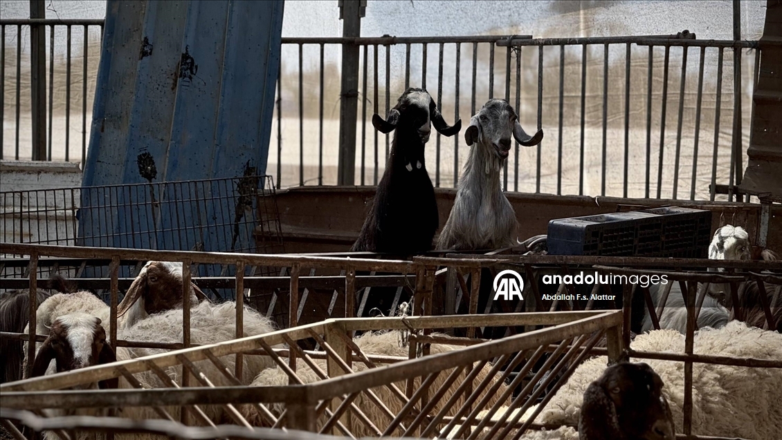 İsrail saldırıları altındaki Gazze'de kurbanlık hayvan krizi yaşanıyor