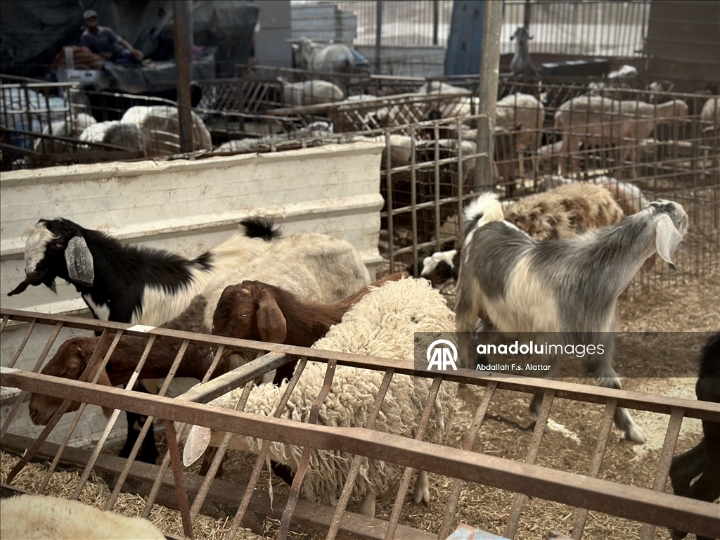 В секторе Газа на фоне продолжающихся атак наблюдается кризис с поставками скота на Курбан-байрамы