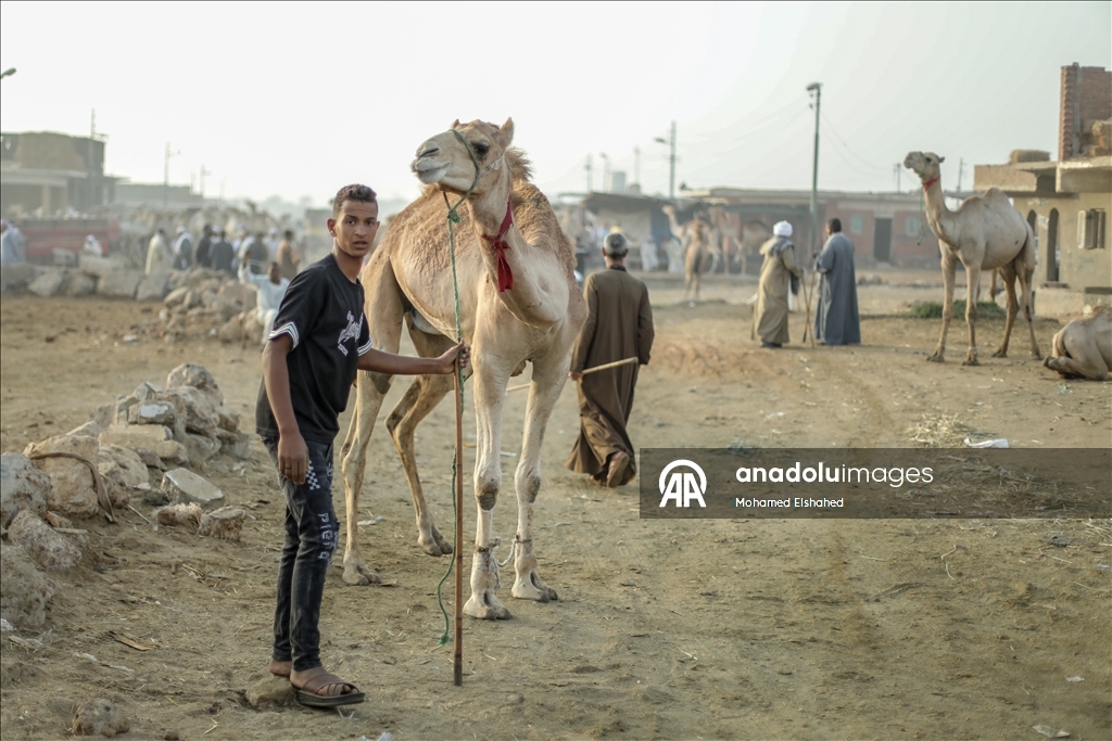 Крупнейший верблюжий рынок Египта процветает накануне праздника жертвоприношения