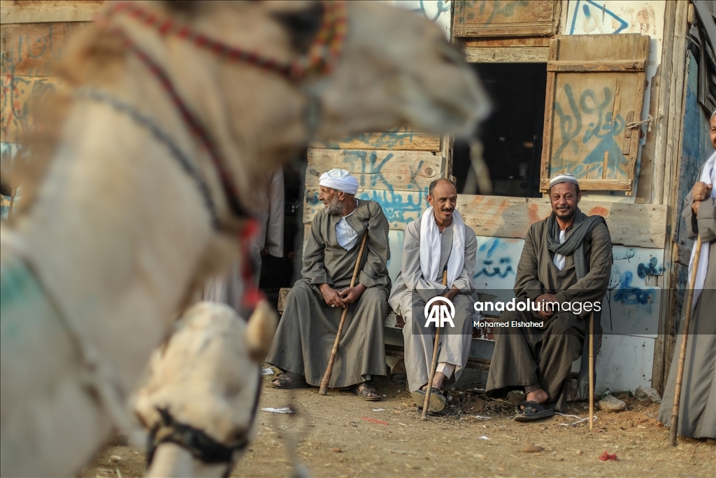 Крупнейший верблюжий рынок Египта процветает накануне праздника жертвоприношения