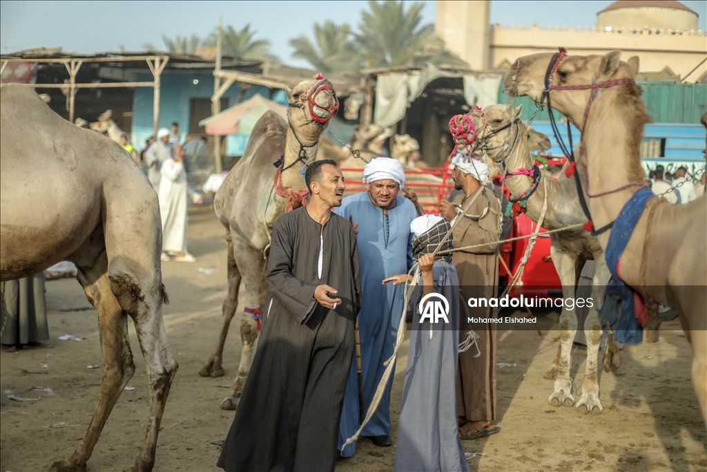 Крупнейший верблюжий рынок Египта процветает накануне праздника жертвоприношения