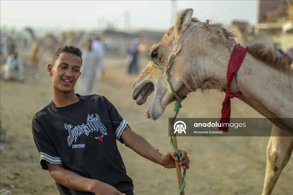 Крупнейший верблюжий рынок Египта процветает накануне праздника жертвоприношения