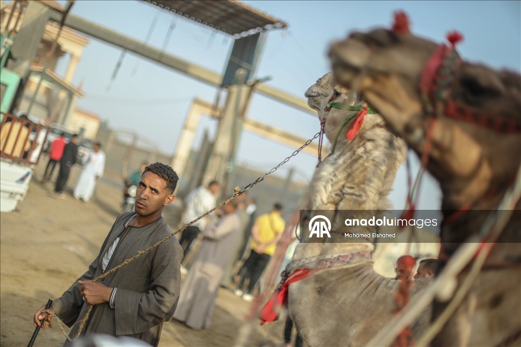 Крупнейший верблюжий рынок Египта процветает накануне праздника жертвоприношения
