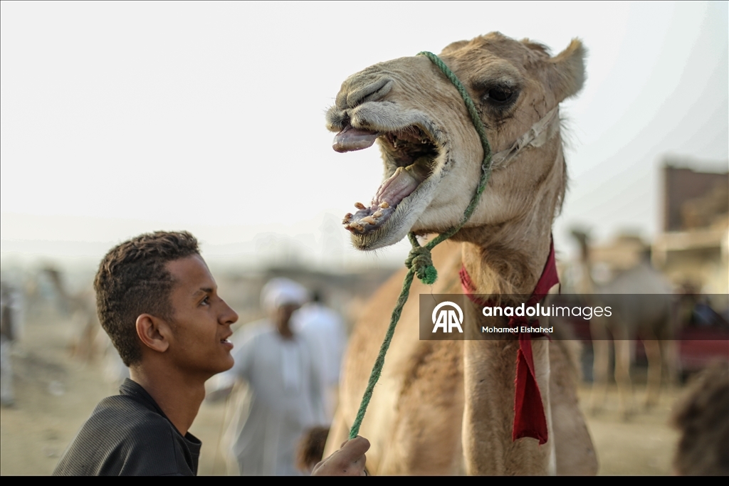 "إبل برقاش".. مزاد أضاحي شهير بمصر يضبط ميزان الثروة الحيوانية