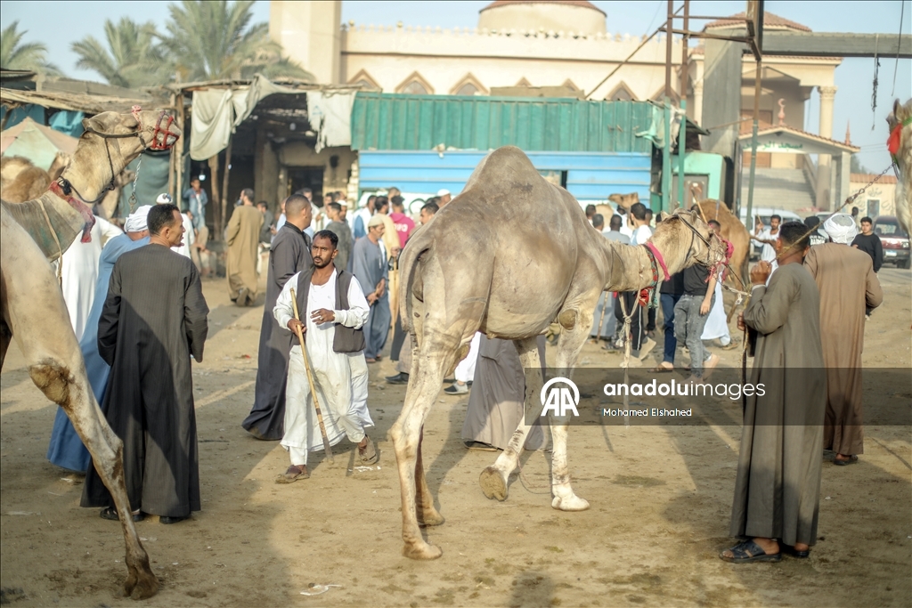 Крупнейший верблюжий рынок Египта процветает накануне праздника жертвоприношения