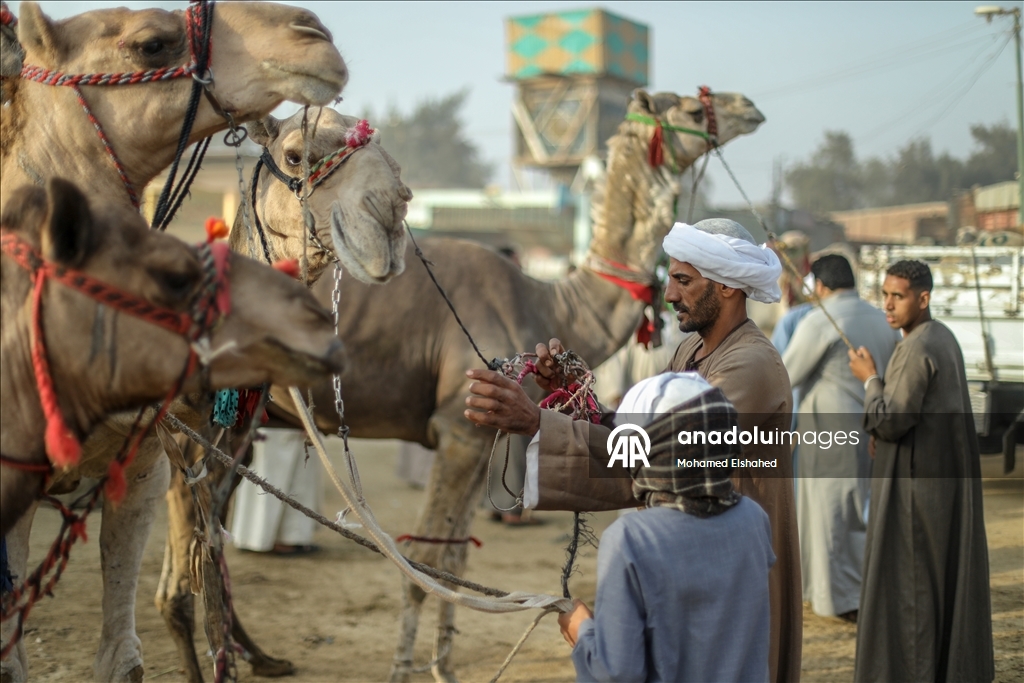Крупнейший верблюжий рынок Египта процветает накануне праздника жертвоприношения