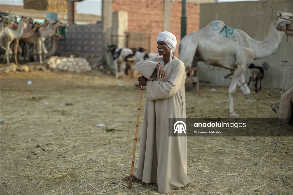Крупнейший верблюжий рынок Египта процветает накануне праздника жертвоприношения
