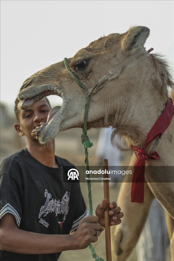 Крупнейший верблюжий рынок Египта процветает накануне праздника жертвоприношения