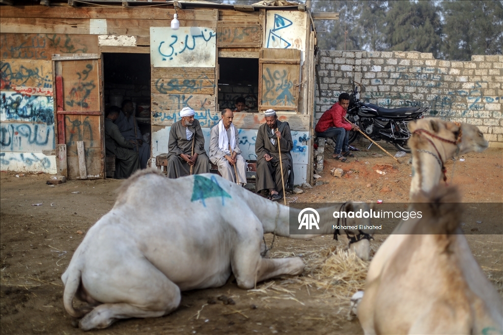 Крупнейший верблюжий рынок Египта процветает накануне праздника жертвоприношения