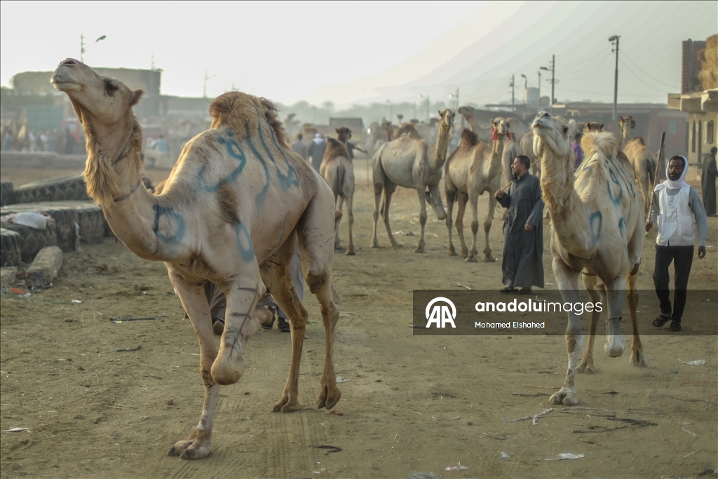 Крупнейший верблюжий рынок Египта процветает накануне праздника жертвоприношения