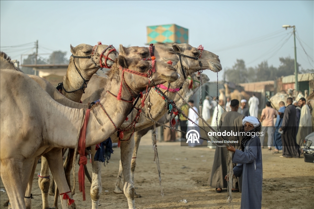Крупнейший верблюжий рынок Египта процветает накануне праздника жертвоприношения