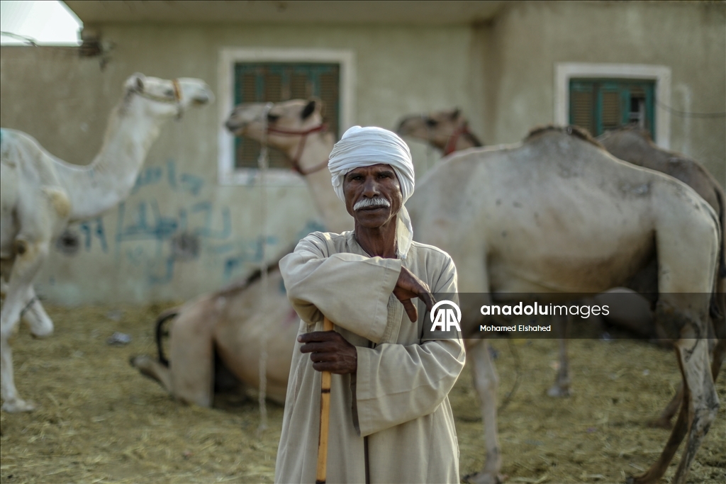 Крупнейший верблюжий рынок Египта процветает накануне праздника жертвоприношения