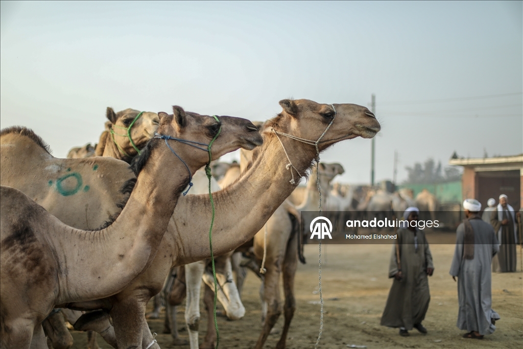 Крупнейший верблюжий рынок Египта процветает накануне праздника жертвоприношения