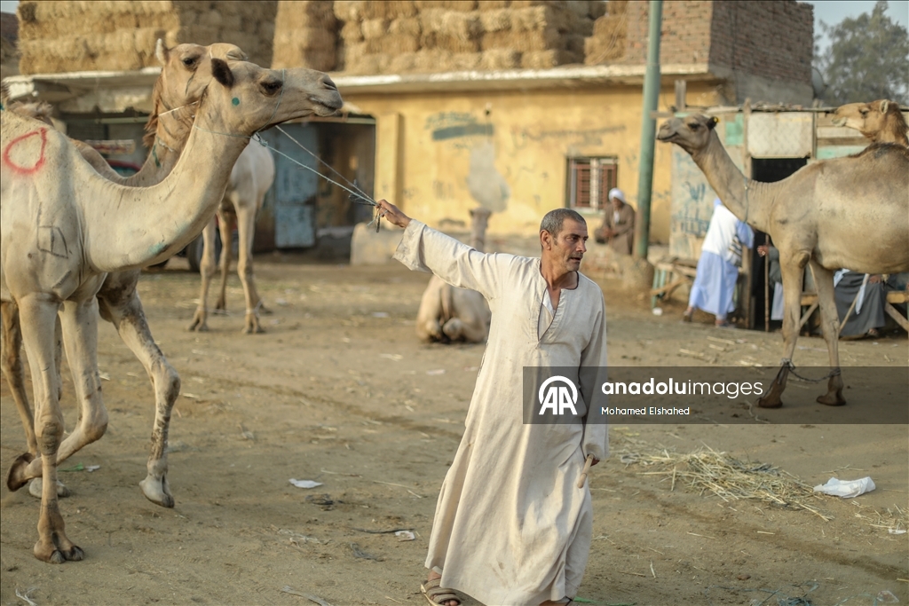 Крупнейший верблюжий рынок Египта процветает накануне праздника жертвоприношения