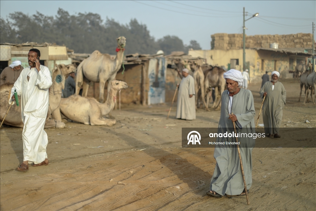 Крупнейший верблюжий рынок Египта процветает накануне праздника жертвоприношения