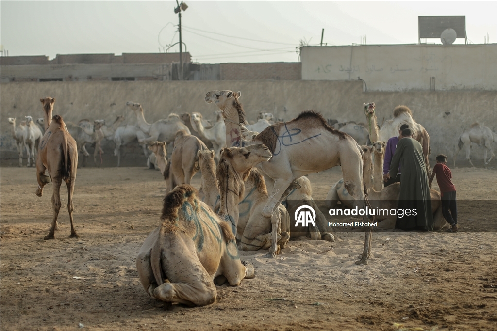 Крупнейший верблюжий рынок Египта процветает накануне праздника жертвоприношения