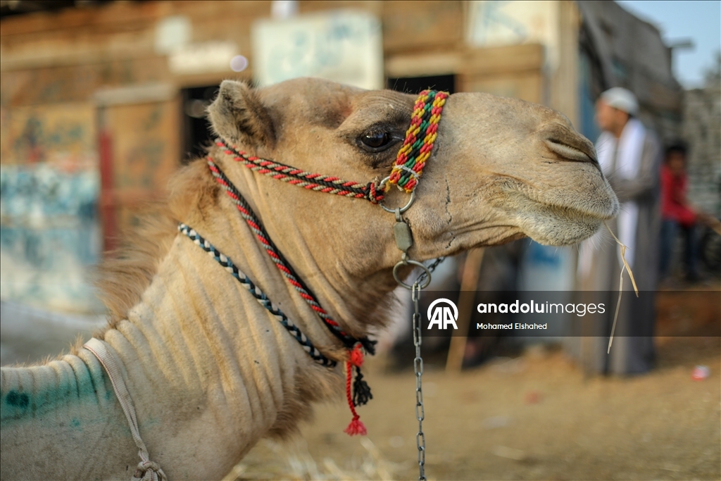 Крупнейший верблюжий рынок Египта процветает накануне праздника жертвоприношения