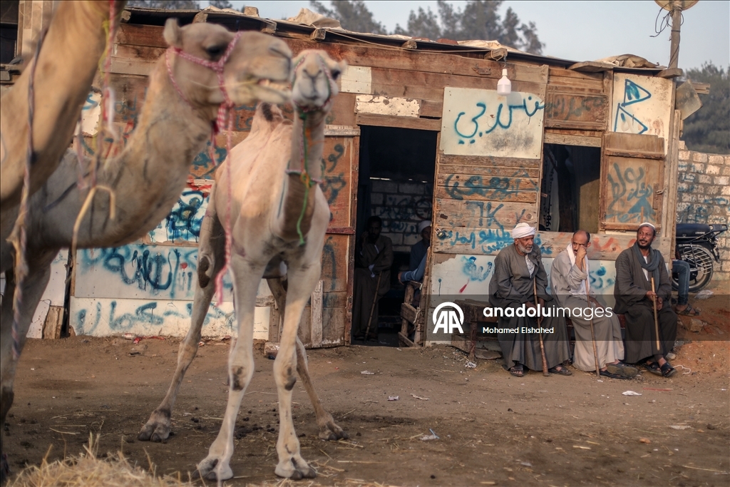 Крупнейший верблюжий рынок Египта процветает накануне праздника жертвоприношения