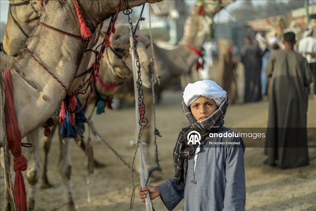 Крупнейший верблюжий рынок Египта процветает накануне праздника жертвоприношения