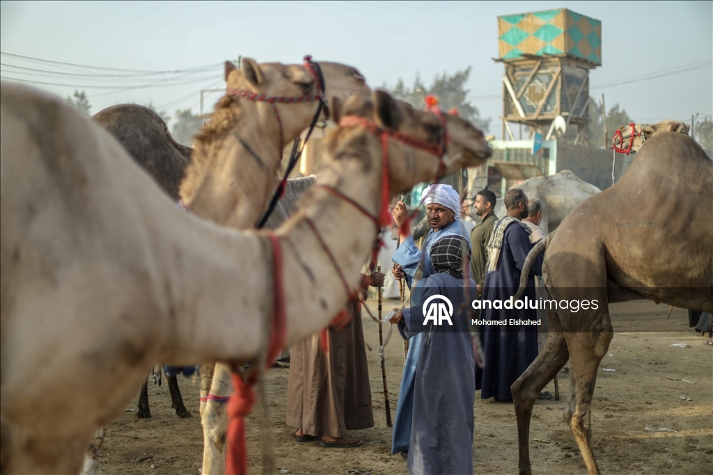 Крупнейший верблюжий рынок Египта процветает накануне праздника жертвоприношения