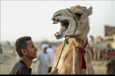 "إبل برقاش".. مزاد أضاحي شهير بمصر يضبط ميزان الثروة الحيوانية