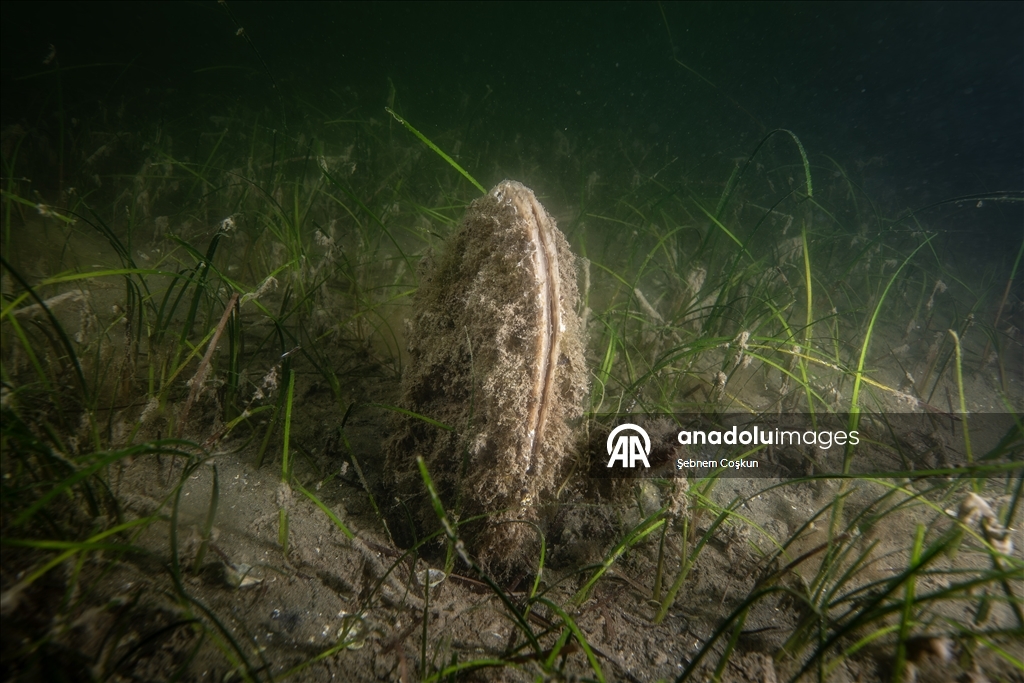Mucilage Awareness Event at Gulf of Gemlik