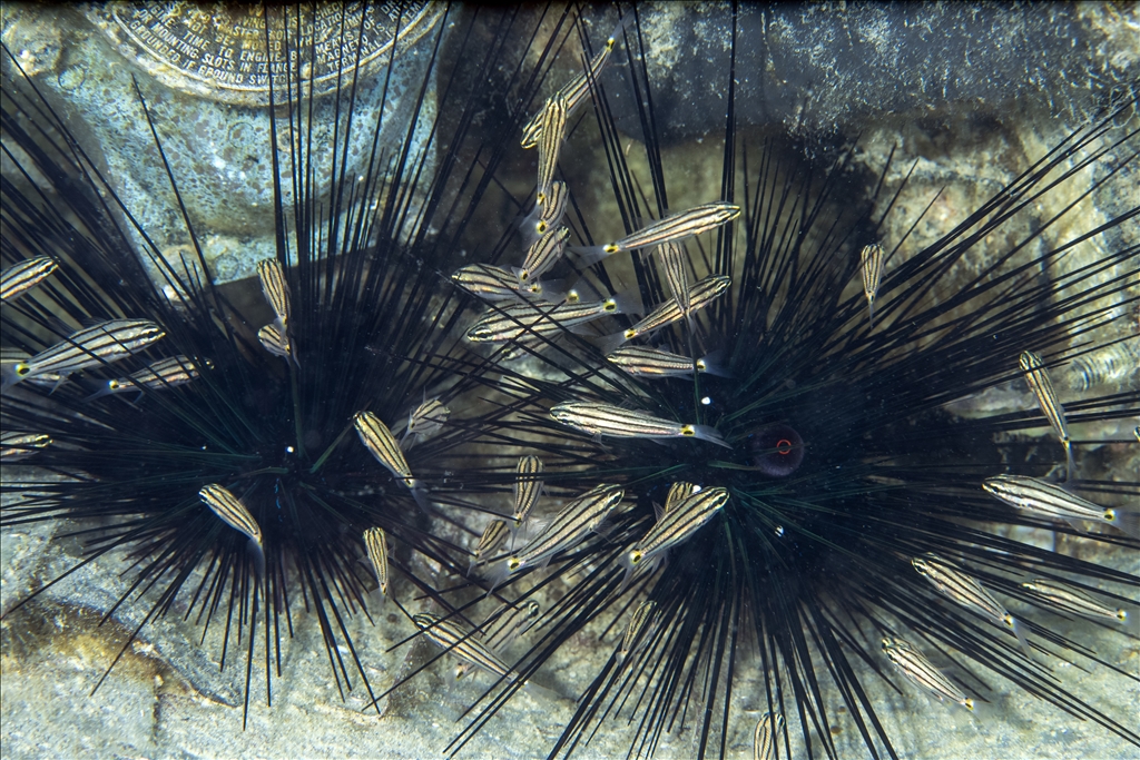 Invasive Red Sea species spotted expanding in waters off Antalya